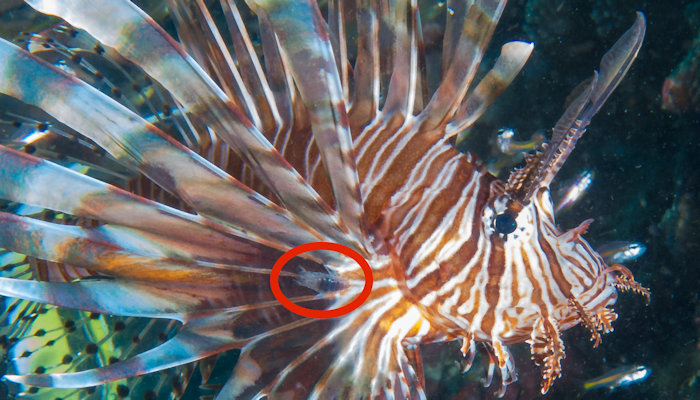 Common Lionfish with parasitic copepod